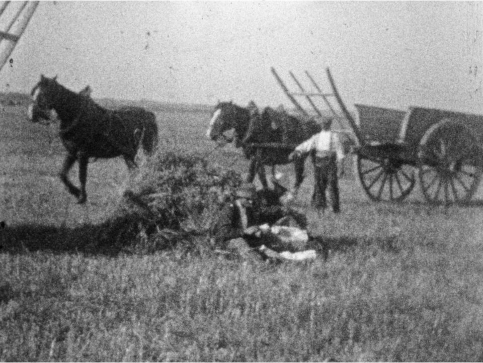 Les collections agricoles